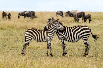 Zèbre de Burchell,Equus burchelli, Equus quagga, gnou à queue noire, connochaetes taurinus, Afrique de l'Est