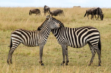 Zèbre de Burchell,Equus burchelli, Equus quagga, gnou à queue noire, connochaetes taurinus, Afrique de l'Est