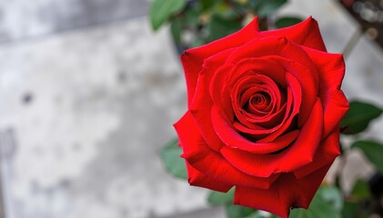 A vibrant red rose blooms prominently in the foreground, contrasting beautifully against the sleek, modern facade of an urban building behind it.