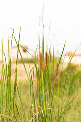 Close-up of alang-alang grass flowers with soft natural light, highlighting delicate white feathery texture