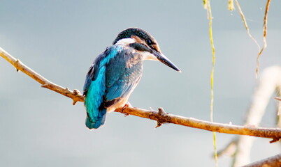 kingfisher on a branch