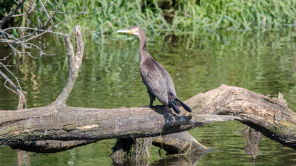 great blue heron