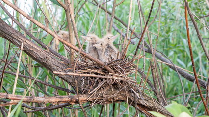 little bird in the nest