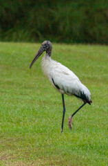American Wood Stork standing near a swamp