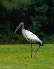 American Wood Stork standing near a swamp