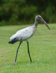 American Wood Stork standing near a swamp