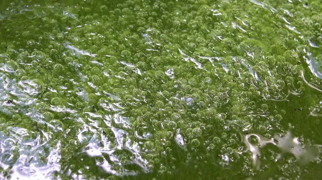 Synthesis and Release of Oxygen by Green Filamentous Algae in a Freshwater Lake, Ukraine