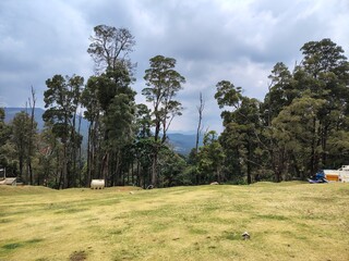 summer landscape with trees and sky