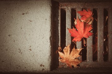 Obraz premium Autumn leaves in a metal drain (1)
