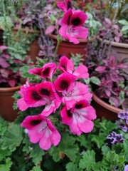 pink hydrangea flowers
