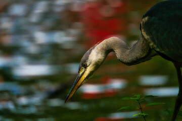 Czapla siwa oczekująca na kolację