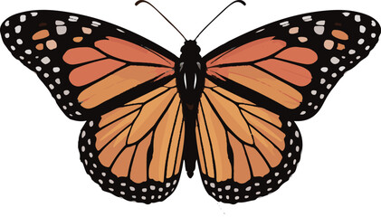 Monarch butterfly with open wings on a white background