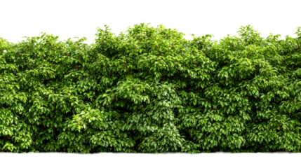 Lush green dense foliage bush with small leaves on a white background