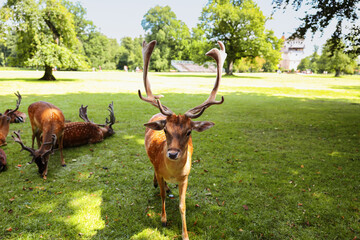 Majestic stag walking towards viewer in a lush park with other deer in background.