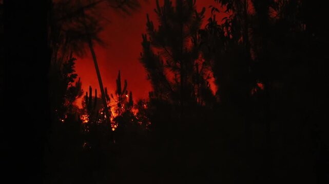 Night view of intense flames engulfing trees during the 2017 wildfires in Pedrogao Grande, Portugal