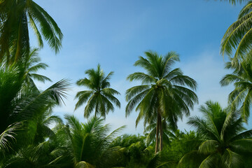 Fototapeta premium Tropical Coconut Palm Trees under Blue Sky – Exotic Island Nature Background