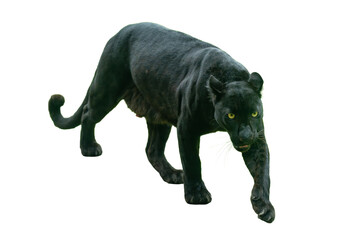 Black leopard prowling with intense gaze and sleek black coat, captured in a powerful walking pose...