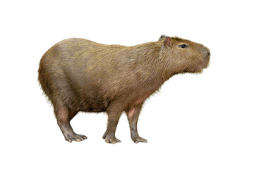 Capybara standing on all fours with a calm expression, showing its large body and coarse brown fur...