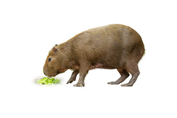 Capybara eating fresh green leaves, showing its large body and coarse brown fur, isolated on a...