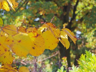 Styrax obassia – fragrant snowbell tree with large leaves in summer garden, ornamental flowering tree with white bell-shaped blossoms, landscape plant for parks and decorative gardens