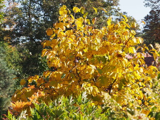 Styrax obassia – fragrant snowbell tree with large leaves in summer garden, ornamental flowering tree with white bell-shaped blossoms, landscape plant for parks and decorative gardens
