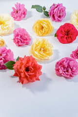 Fresh rose flowers in romantic pink, sunny yellow, and vivid red tones rest on a white surface