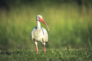 White Ibis Standing in Grassland – Eudocimus albus Wildlife Photography

