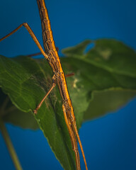 American Stick Insect on Green Leaf – Phasmatodea Full Body Macro