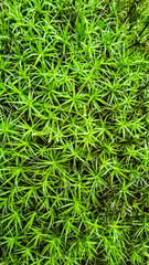 Bright green moss texture close-up. Natural plant background for design and decoration.