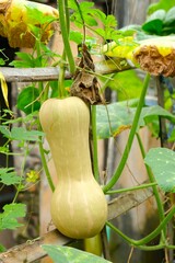 Butternut squash , butternut pumpkin, cucurbita moschata labu botol or labu madu growth in the garden. Organic farm