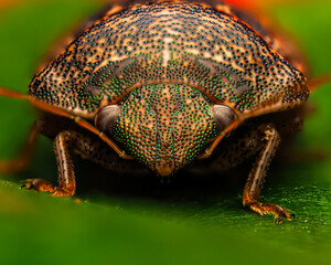 Extreme Macro of Jewel Bug Face – Colorful Shield-Backed Insect on Green Leaf © Tyler