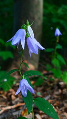 Waldflora mit Glockenblumen 
