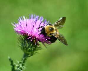 bee on a flower