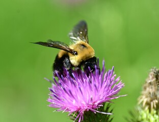 Bumblebee on a thistle flower
