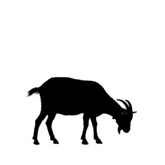 Black silhouette of a grazing goat with horns isolated on a white background. Farm animal graphic icon.