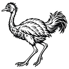 Naklejka premium Vector art of emu isolated on white background