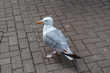 Obraz premium Glaucous-winged gull (Larus glaucescens) bird posing on sidewalk