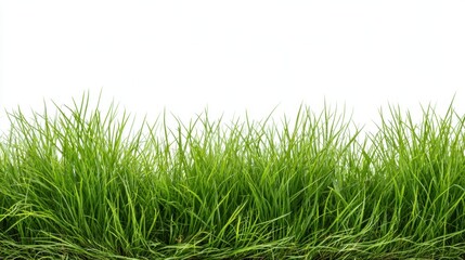 A vibrant and lush green grass field stretches across the image, showcasing a dense texture of blades against a bright white background, ideal for various design projects.