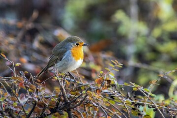 Robin in autumn