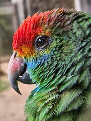 Colorful Parrot in Detail