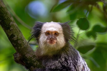 Golden lion tamarin in a tree
