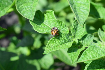 Close-up of Colorado potato beetle on potato leaf. Harmful insect pest damaging crops. Natural light, summer season