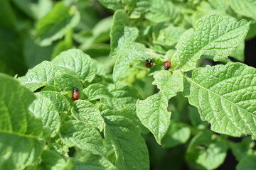 Colorado potato beetle larvae on green leaves of potato plant. Insect infestation, crop pest close-up. Summer farming threat.

