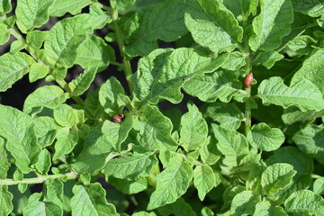 Colorado potato beetle larvae on green leaves of potato plant. Insect infestation, crop pest close-up. Summer farming threat.

