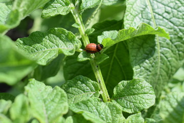 Colorado potato beetle larvae on green leaves of potato plant. Insect infestation, crop pest close-up. Summer farming threat.

