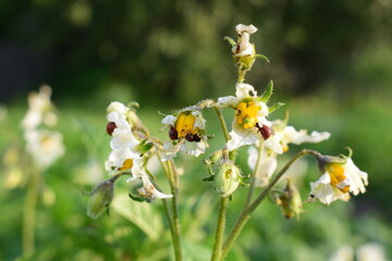Damaged potato flower with visible beetle larvae feeding inside. Severe pest attack on crop, macro...