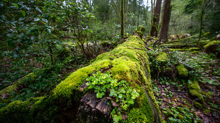 Fototapeta premium Moss Covered Log in Lush Forest Undergrowth