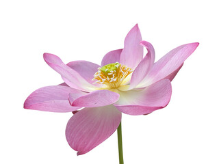 PNG image of a Pink Lotus flower with transparent background, perfect for Asian-inspired designs,...