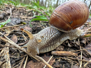 A detailed close up of a snail slowly crawling on the ground surface