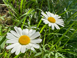 Obraz premium On a sunny day, two beautiful daisies bloom in the green grass